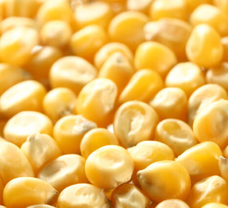 Зерновые и масличные культуры «Кукуруза зерновая»