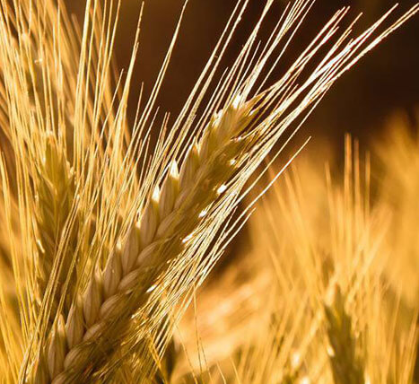 «Barley» Grain and oil-bearing crops