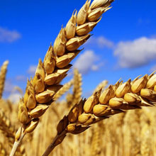 «Пшеница»