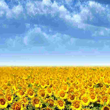 «Sunflower»