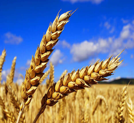 Зернові та масличні культури «Пшениця»