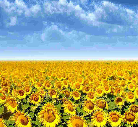 «Sunflower» Grain and oil-bearing crops